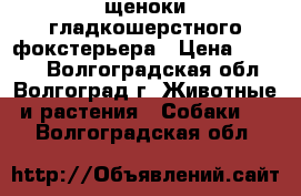 щеноки гладкошерстного фокстерьера › Цена ­ 8 000 - Волгоградская обл., Волгоград г. Животные и растения » Собаки   . Волгоградская обл.